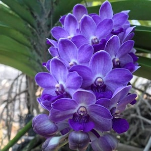 Orchid Rhynchostylis gigantea Blue 2 plant  beautiful tropical Orchid foxtail orchid
