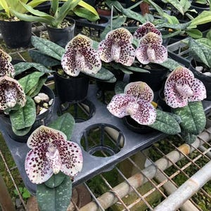 Orchidee Paphiopedilum bellatulum 1 plant orchidee bloeigrootte