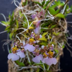 Tolumnia (Oncidium) hawkesiana 1 plant beautiful flower orchid collection Rare orchid species