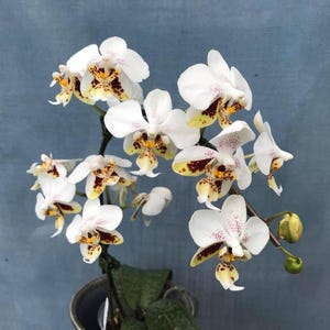 Phalaenopsis stuartiana – orchidee met zeldzame soorten | Gevlekte bladeren en elegante witte bloemen