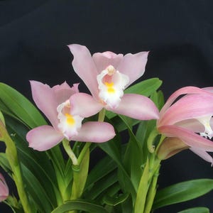 Cymbidium wadae 1 orchid plant , rare orchid collection Cymbidium fragrant, medium-sized flowers