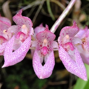 Bulbophyllum dentiferum (pink) 1 plant orchid bloom size rare orchid