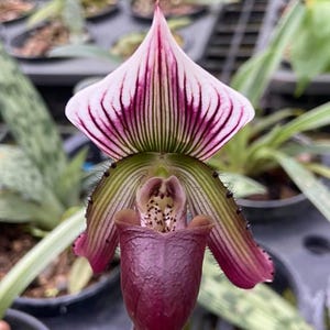 Paphiopedilum callosum 1 plant orchidee bloei maat dame pantoffelorchidee