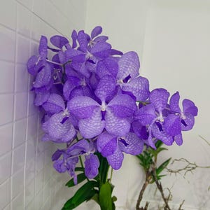 Orchid Vanda coerulea 1 plant  beautiful tropical Rare Vanda orchid
