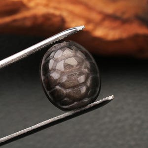 May include: A dark, oval-shaped gemstone with a textured surface, held by a pair of silver tweezers. The gem has a pattern of interlocking shapes and a reflective, polished appearance. The background is blurred, with hints of brown and black.