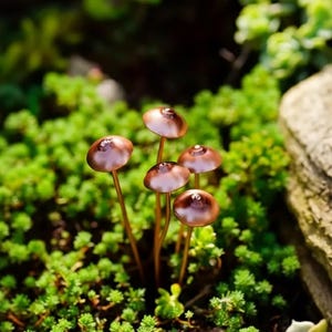 May include: A cluster of small, copper-colored mushrooms with rounded caps and slender stems, emerging from a bed of vibrant green ground cover. The mushrooms have a glossy finish, reflecting the light. The scene is set in a natural garden environment.
