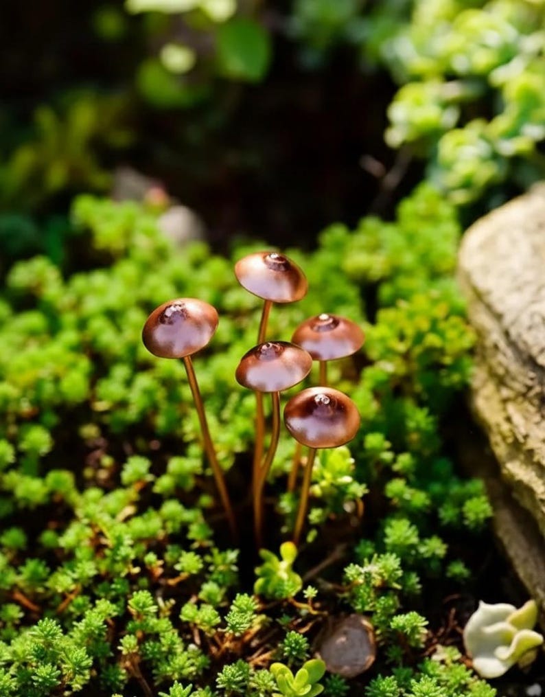 May include: A cluster of small, copper-colored mushrooms with rounded caps and slender stems, emerging from a bed of vibrant green ground cover. The mushrooms have a glossy finish, reflecting the light. The scene is set in a natural garden environment.