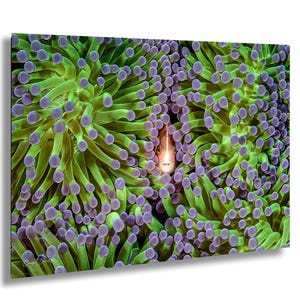 Clownfish and Sea Anemone Photo: Vibrant Underwater Marine Artwork