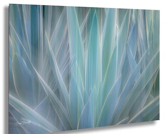 Abstrakt väggkonst med blå agave, foto av ökenväxter, modern botanisk fotografi
