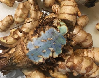 1lb Black Turmeric MOTHER Rhizomes