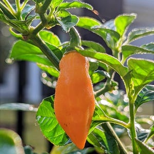 Do Datil Pepper Survive Cold Weather: Essential Survival Tips
