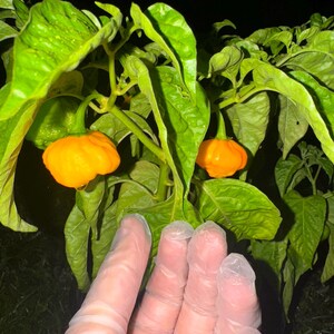 Scotch Brains Pepper Seeds (11 Count) – Superhot Scotch Bonnet x Brain Strain Hybrid, Florida-Grown, Free Shipping