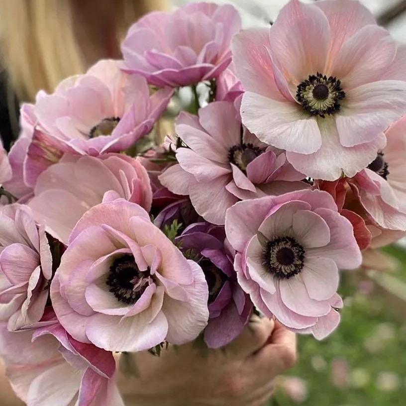 Anemone Unique - Etsy