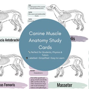 May include: Canine muscle anatomy study cards. The cards feature detailed black and white illustrations of dog skeletons with labelled muscle groups. The text on the cards includes the muscle names and functions. The cards are designed for students and tutors.