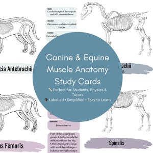 May include: Study cards for canine and equine muscle anatomy. The cards feature detailed skeletal diagrams of a dog and a horse, with labeled muscle groups and anatomical terms. The text on the cards reads "Canine & Equine Muscle Anatomy Study Cards".