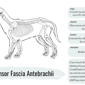 Canine Anatomy Muscle Revision Flashcards - Etsy