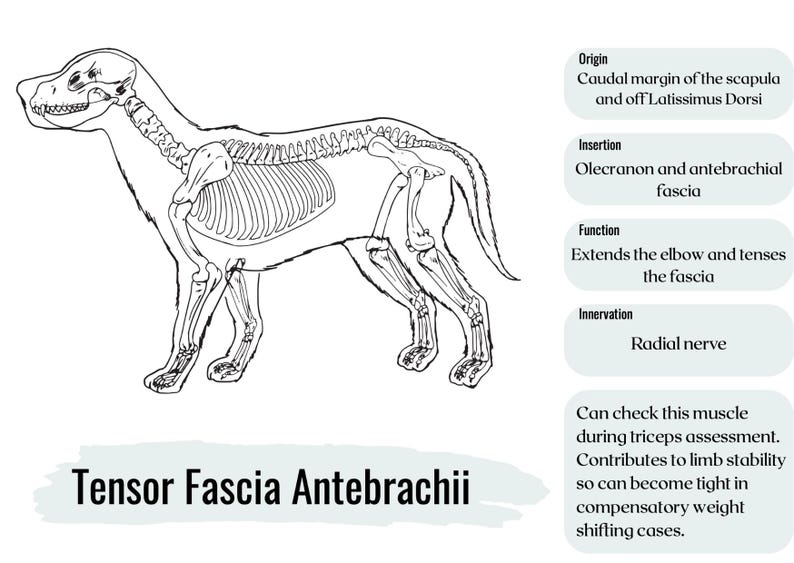 Canine Anatomy Muscle Revision Flashcards - Etsy