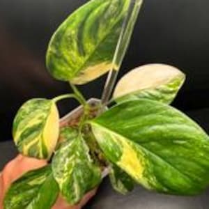 Monstera Lechleriana Albo - x2