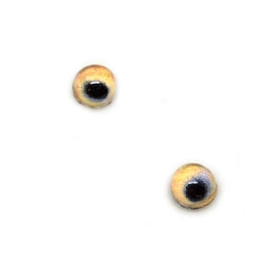 May include: Two round, yellow-brown glass eyes with black pupils. The eyes are for craft projects.