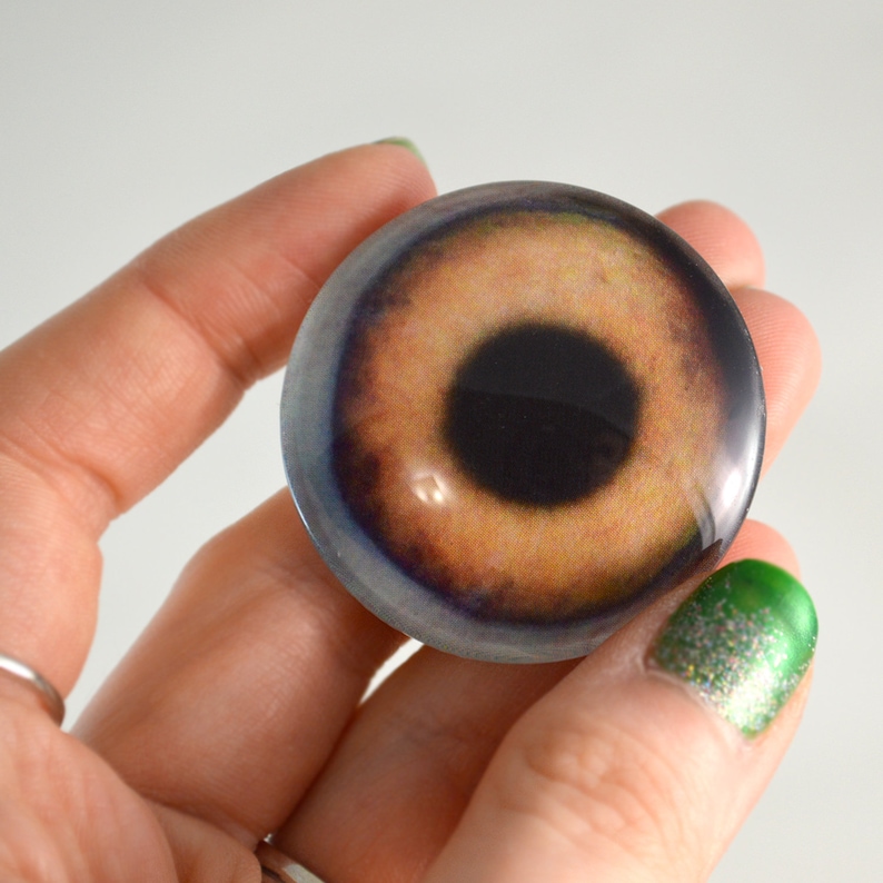 Puede incluir: Primer plano de un ojo de vidrio marr&oacute;n con pupila negra. El ojo est&aacute; colocado en una c&uacute;pula de vidrio transparente.