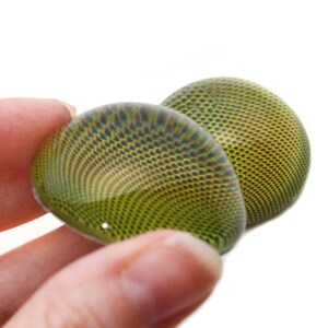 May include: Two glass cabochons with a detailed insect eye design. The cabochons are primarily green and yellow, with a complex pattern of small, dark dots. The surface is glossy and reflective, with a slight curve.