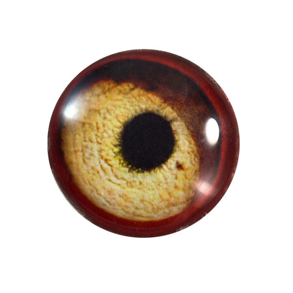 Yeux de verre de vautour - Choisissez votre taille - pour la fabrication de bijoux, Poupées d’art, Taxidermie d’oiseaux, Sculptures - Globe oculaire Flatback Domed Circle Cabochons