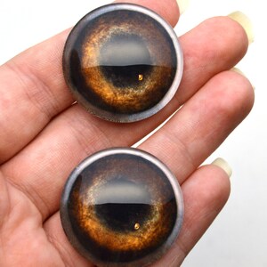 May include: Two round, brown and black glass eyes with a gold fleck in the centre. The eyes are approximately 2.5 cm in diameter.