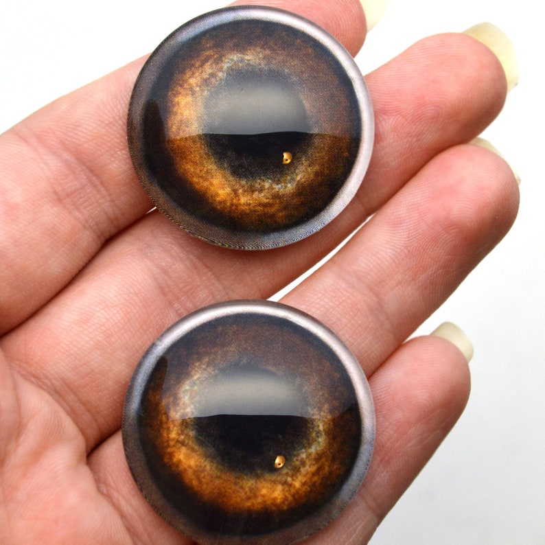 May include: Two round, brown and black glass eyes with a gold fleck in the centre. The eyes are approximately 2.5 cm in diameter.
