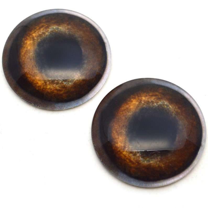 May include: Two brown and black plastic animal eyes with a realistic look. The eyes are round and have a black pupil with a brown iris.