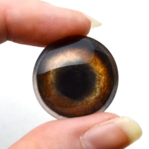 May include: A close-up of a brown glass eye with a black pupil and a gold iris. The eye is round and has a glossy finish.