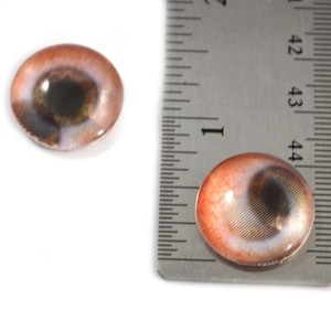 Op de afbeelding: Twee realistische glazen ogen met bruine iris en een witte sclera. De ogen zijn ongeveer 2,5 cm in diameter en worden naast een liniaal getoond voor schaal.