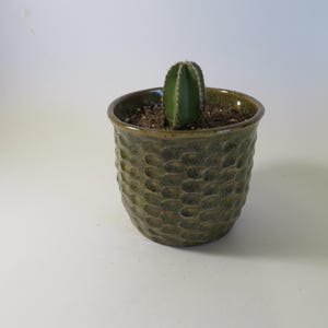 Textured Flower Pot - Dark tan fish scale pattern WITH CACTUS