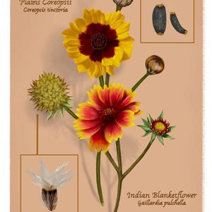 Może przedstawiać: Ilustracja botaniczna Plains Coreopsis i Indian Blanketflower. Plains Coreopsis ma żółte płatki i ciemnoczerwony środek. Indian Blanketflower ma czerwone i żółte płatki. Przedstawiono również strąki nasienne i pąki.