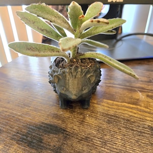 May include: A small succulent plant with fuzzy, light green leaves in a dark gray hedgehog-shaped planter. The planter sits on a wooden surface, with a computer monitor in the background.