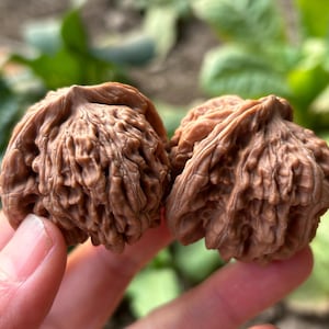 Puede incluir: Dos nueces marrones con superficies texturizadas se sostienen en una mano. Las nueces están juntas y el fondo está borroso con follaje verde. Las nueces son un alimento natural.