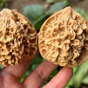 Puede incluir: Dos mitades de una nuez, mostrando la superficie texturizada y detallada del fruto. Las cáscaras de color marrón claro se sostienen en una mano, con un fondo verde borroso de follaje. La imagen resalta los patrones y detalles naturales de la nuez.