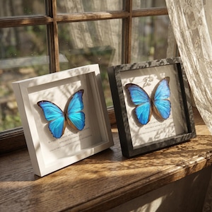 May include: Two framed butterfly specimens with bright blue wings and brown detailing. One frame is white, the other black. The butterflies are set against a white background, with text at the bottom of the frame.