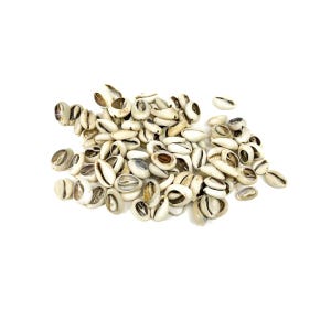 100 Cut Cowrie Shells Congo