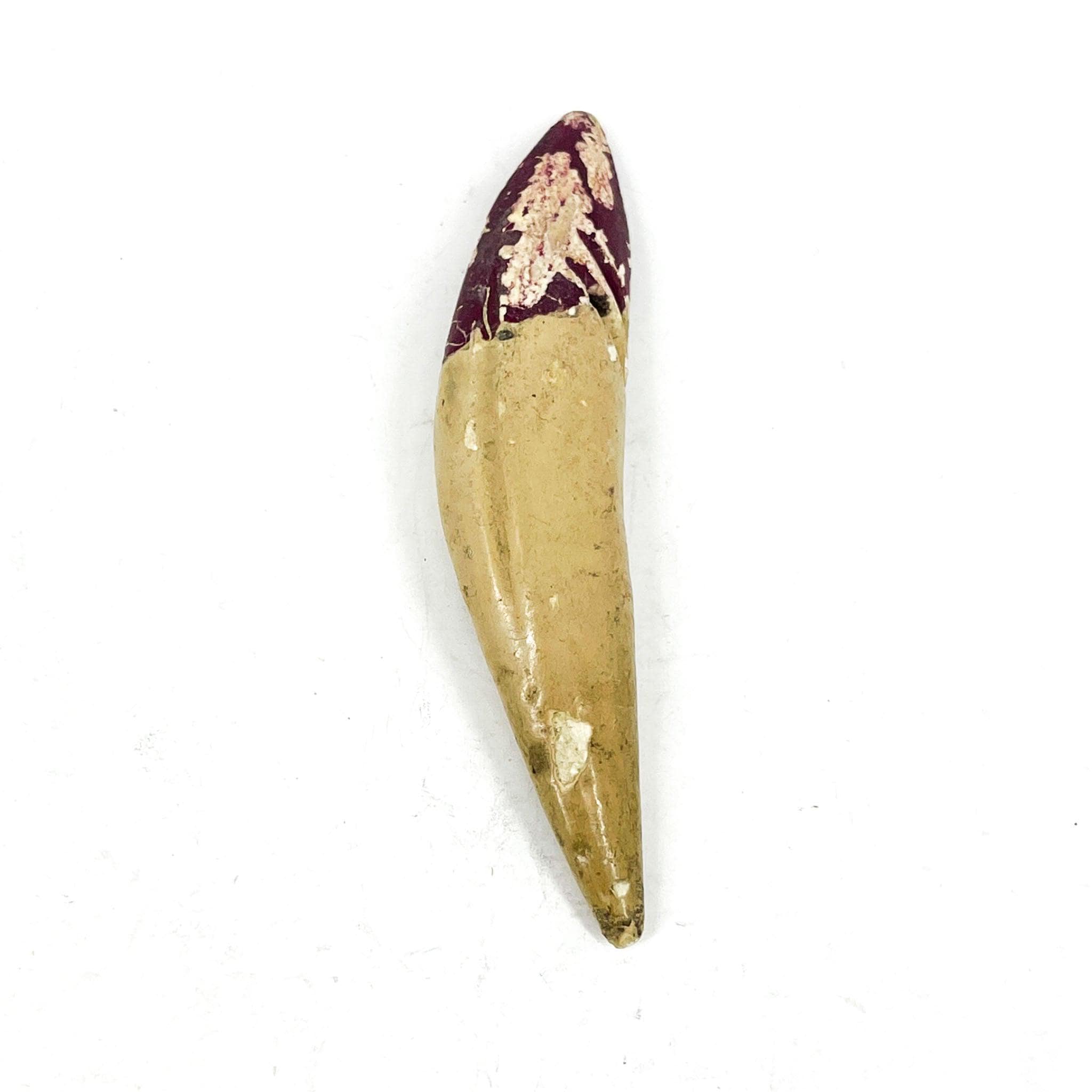 Lion tooth - Etsy 日本