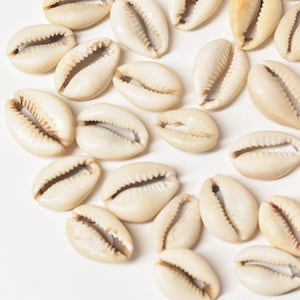 40 Kauri Muscheln Kongo