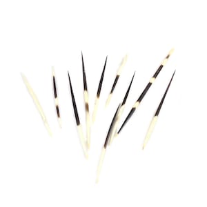 10 African Crested Porcupine Quills
