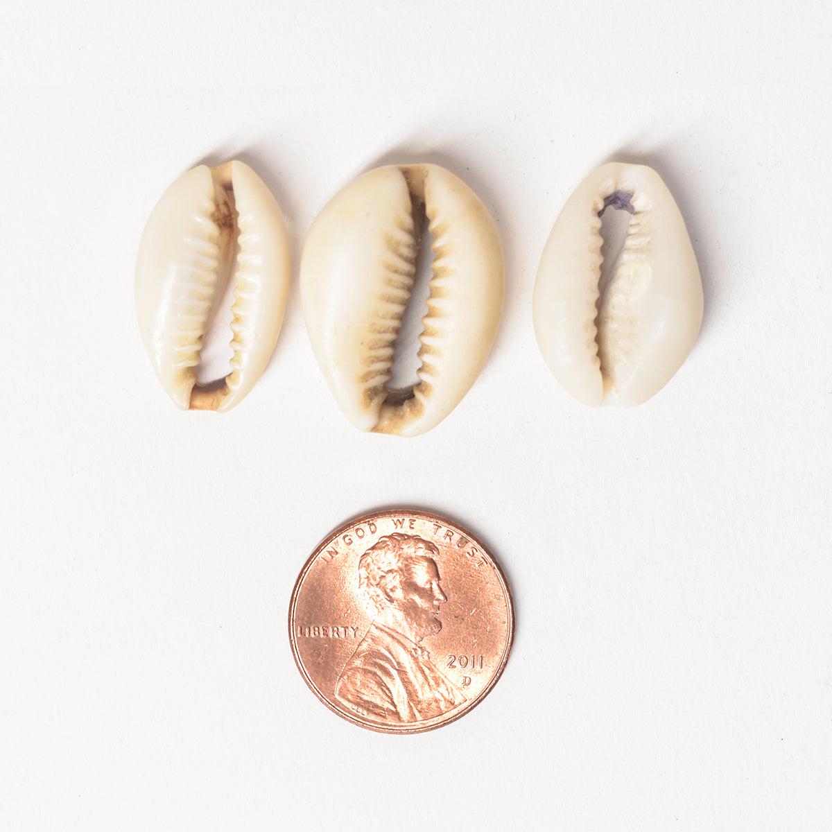 40 Cut Cowrie Shells Congo - Etsy