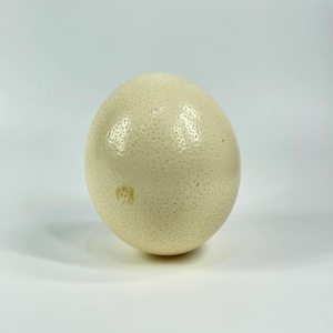 May include: A large, oval-shaped ostrich egg with a smooth, off-white shell featuring a porous, speckled texture. The surface displays a subtle, light brown natural marking on the lower left side, showcasing the organic appearance of the shell.