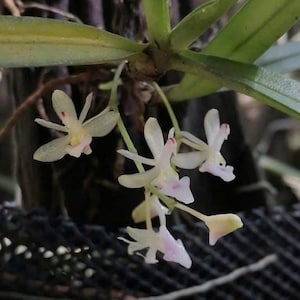 Sarcoglyphis hiepii | Super Rare | Miniature Orchid