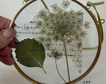 QUEEN ANNES LACE,  pressed white flowers, round frame,  vintage paper, white and green, rare round frame, delicate white flower