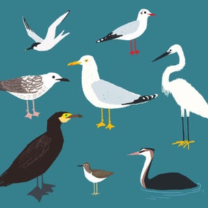 Water Birds Printable Wall Art, Educational Bird Poster, Hand Drawn Digital Illustration,  Decor for Kids & Nature Lovers, No AI Download