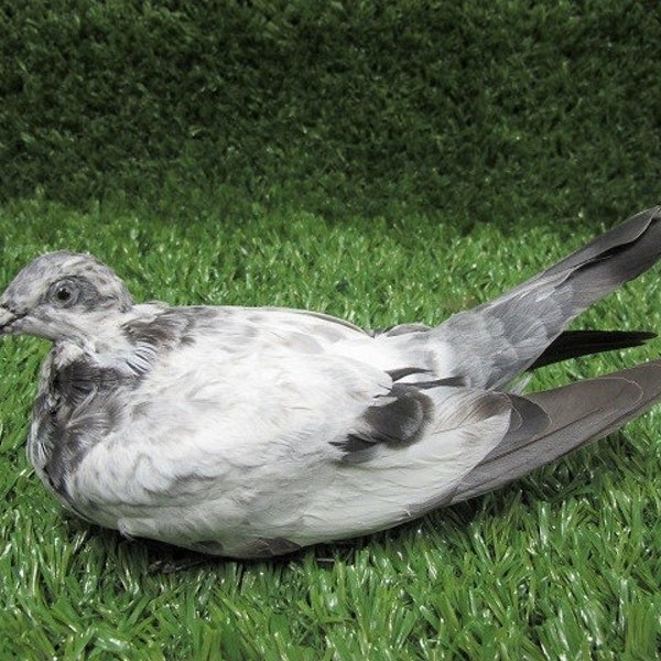 Sitting White and Gray Pigeon Rock Dove Real Bird Taxidermy Mount