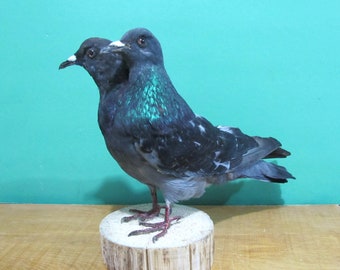 2-koppige Grijze Duif Rotsduif Vogel Taxidermie Mount Spangled Wings Sideshow Gaff