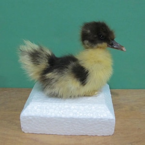 May include: A small, black and yellow duckling with a fluffy white base, perched on a white foam platform.
