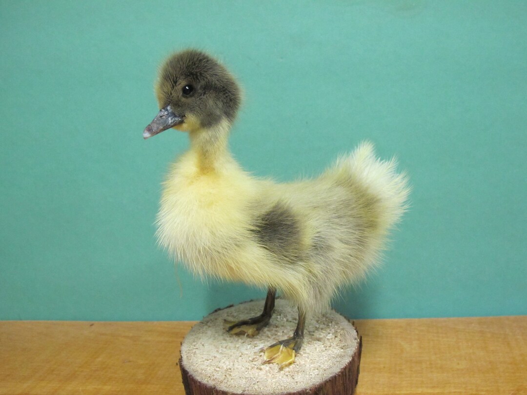 Fluffy Brown & Yellow Duckling Real Bird Taxidermy Mount Etsy
